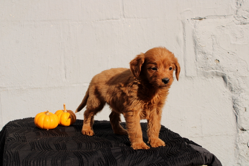 puppy, for, sale, Mini Goldendoodle F1, Matthew B. Stoltzfus, dog, breeder, Gap, PA, dog-breeder, puppy-for-sale, forsale, nearby, find, puppyfind, locator, puppylocator, aca